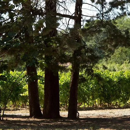 Domaine De La Jasso, Demeure De Grand Luxe Au Pied De La Cite De Carcassonne, Piscines Et Parc Animalier بيت للعطل قرقشونه