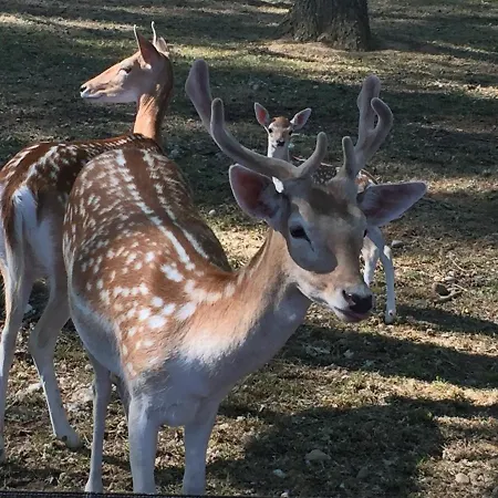 Σπίτι διακοπών Domaine De La Jasso, Demeure De Grand Luxe Au Pied De La Cite De Carcassonne, Piscines Et Parc Animalier *