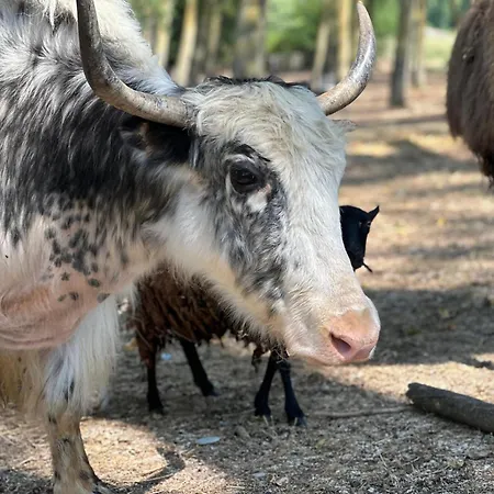 Domaine De La Jasso, Demeure De Grand Luxe Au Pied De La Cite De Carcassonne, Piscines Et Parc Animalier Σπίτι διακοπών