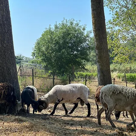 Domaine De La Jasso, Demeure De Grand Luxe Au Pied De La Cite De Carcassonne, Piscines Et Parc Animalier Σπίτι διακοπών Καρκασόν