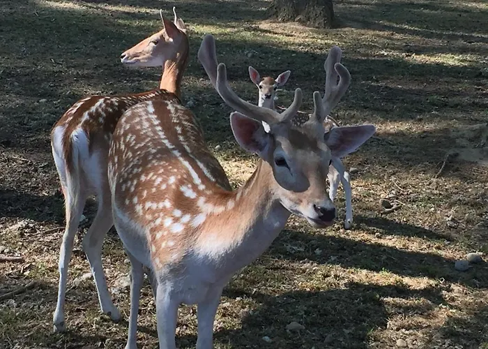 Holiday home Domaine De La Jasso, Demeure De Grand Luxe Au Pied De La Cite De Carcassonne, Piscines Et Parc Animalier *