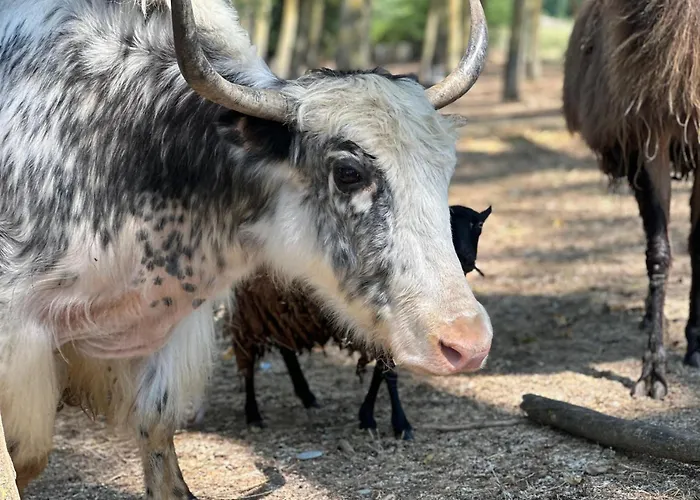 Domaine De La Jasso, Demeure De Grand Luxe Au Pied De La Cite De Carcassonne, Piscines Et Parc Animalier Holiday home
