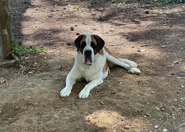 Domaine De La Jasso, Demeure De Grand Luxe Au Pied De La Cite De Carcassonne, Piscines Et Parc Animalier * Carcassonne