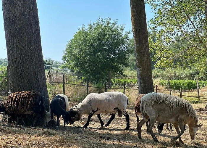 Domaine De La Jasso, Demeure De Grand Luxe Au Pied De La Cite De Carcassonne, Piscines Et Parc Animalier Holiday home Carcassonne